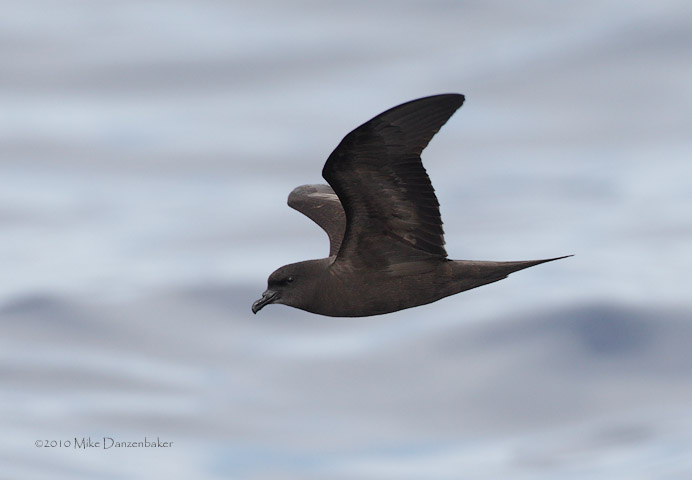 Bulwer's Petrel (Bulweria bulwerii) photo image