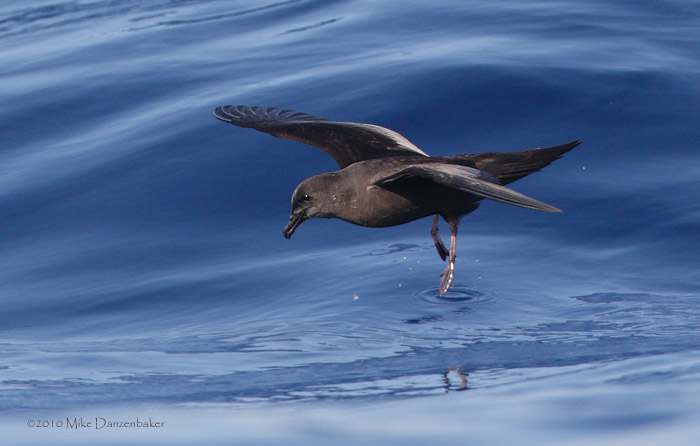 Bulwer's Petrel (Bulweria bulwerii) photo image