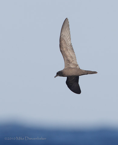 Bulwer's Petrel (Bulweria bulwerii) photo image