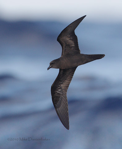 Bulwer's Petrel (Bulweria bulwerii) photo image