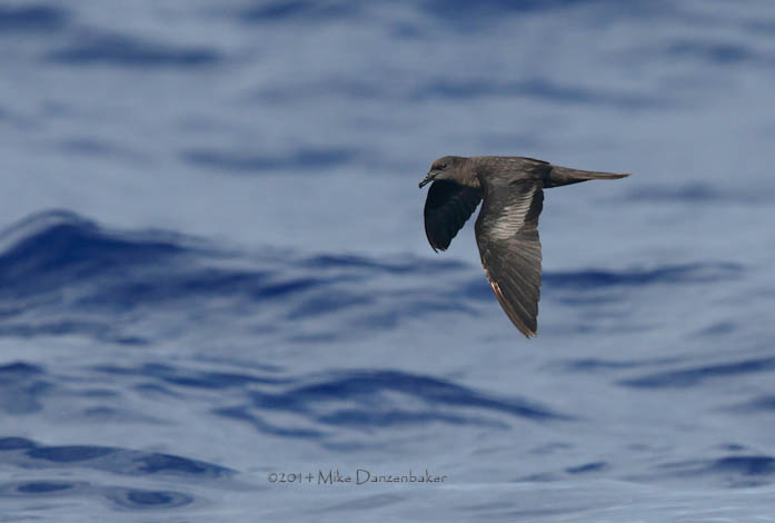 Bulwer's Petrel (Bulweria bulwerii) photo image