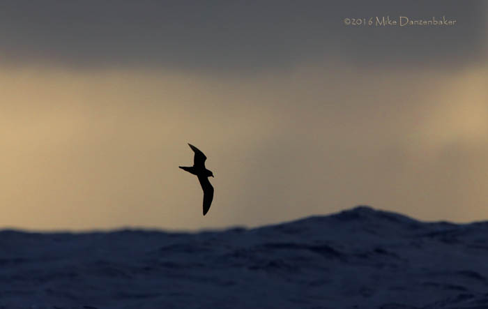 Bulwer's Petrel (Bulweria bulwerii) photo image