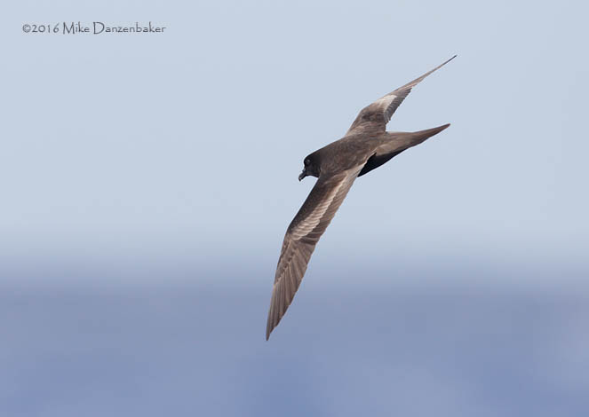 Bulwer's Petrel (Bulweria bulwerii) photo image