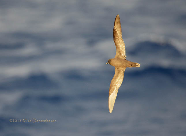 Bulwer's Petrel (Bulweria bulwerii) photo image