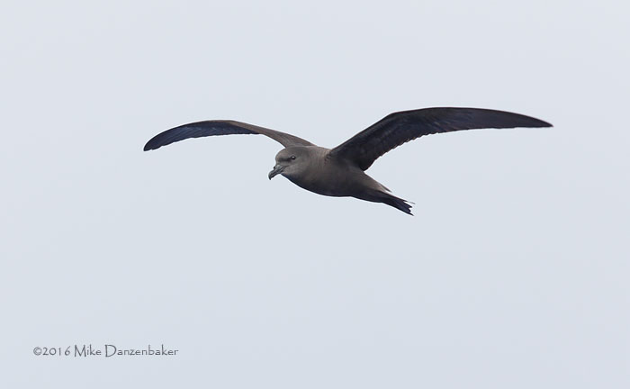 Bulwer's Petrel (Bulweria bulwerii) photo image