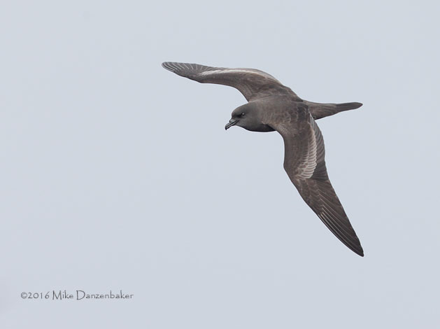 Bulwer's Petrel (Bulweria bulwerii) photo image