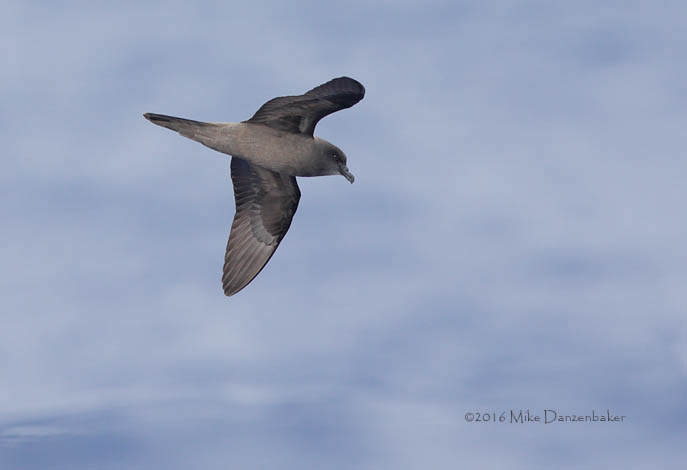 Bulwer's Petrel (Bulweria bulwerii) photo image