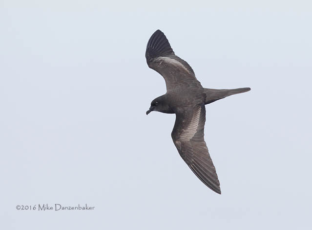 Bulwer's Petrel (Bulweria bulwerii) photo image