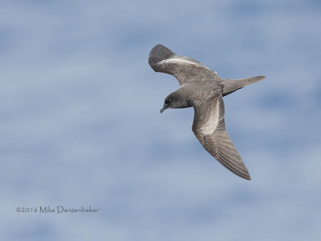 Bulwer's Petrel (Bulweria bulwerii) photo image