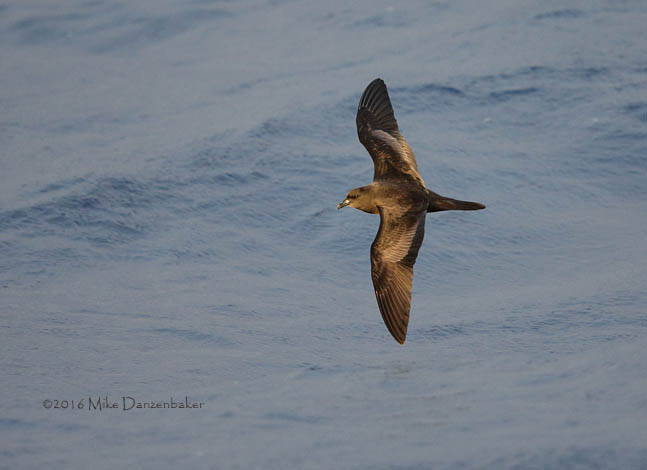 Bulwer's Petrel (Bulweria bulwerii) photo image