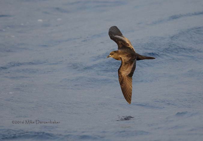 Bulwer's Petrel (Bulweria bulwerii) photo image