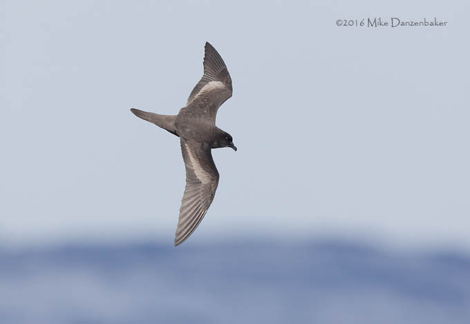 Bulwer's Petrel (Bulweria bulwerii) photo image