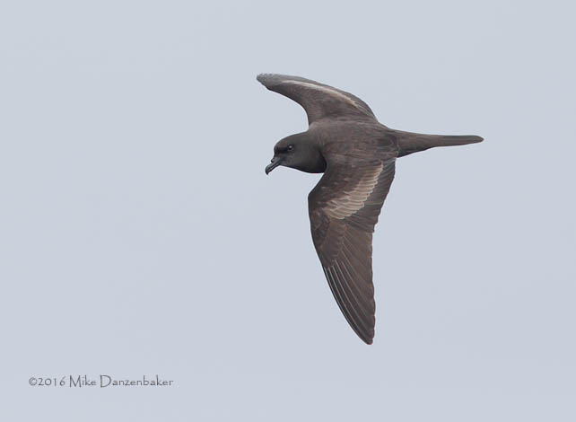 Bulwer's Petrel (Bulweria bulwerii) photo