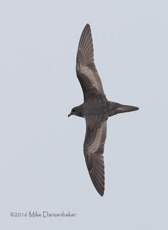 Bulwer's Petrel (Bulweria bulwerii) photo image