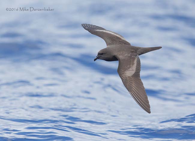 Bulwer's Petrel (Bulweria bulwerii) photo image