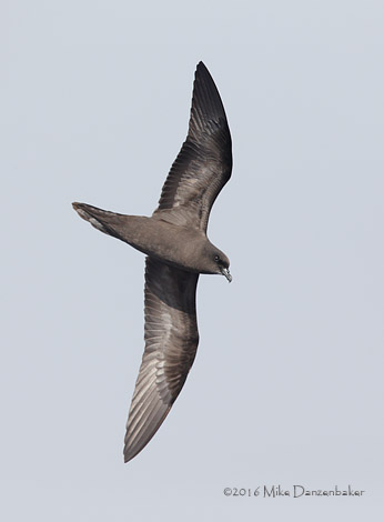 Bulwer's Petrel (Bulweria bulwerii) photo image