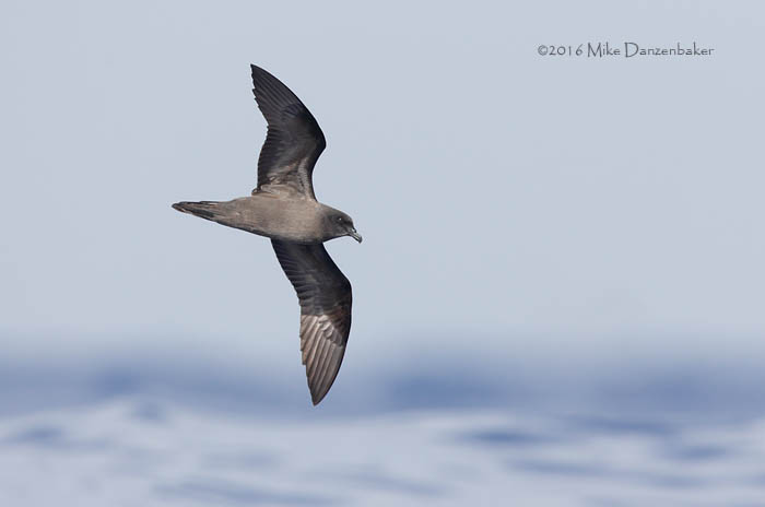 Bulwer's Petrel (Bulweria bulwerii) photo