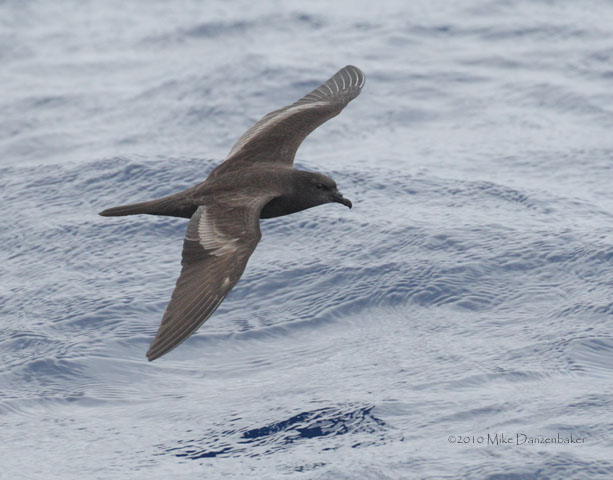 Bulwer's Petrel (Bulweria bulwerii) photo image