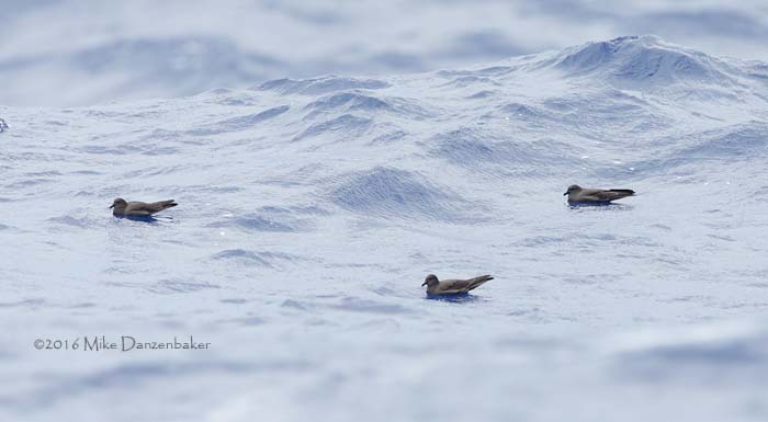Bulwer's Petrel (Bulweria bulwerii) photo image
