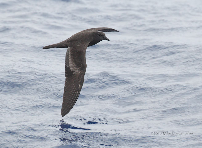 Bulwer's Petrel (Bulweria bulwerii) photo image