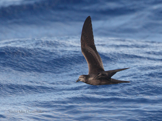 Bulwer's Petrel (Bulweria bulwerii) photo image