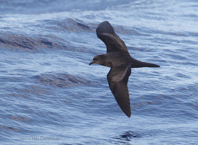 Bulwer's Petrel (Bulweria bulwerii) photo image