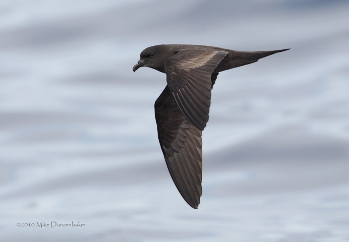 Bulwer's Petrel (Bulweria bulwerii) photo image