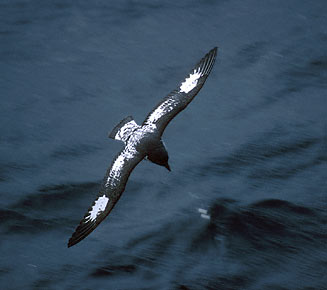 Cape Petrel (Daption capense) photo image