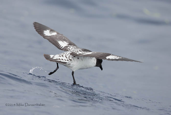Cape Petrel (Daption capense) photo image