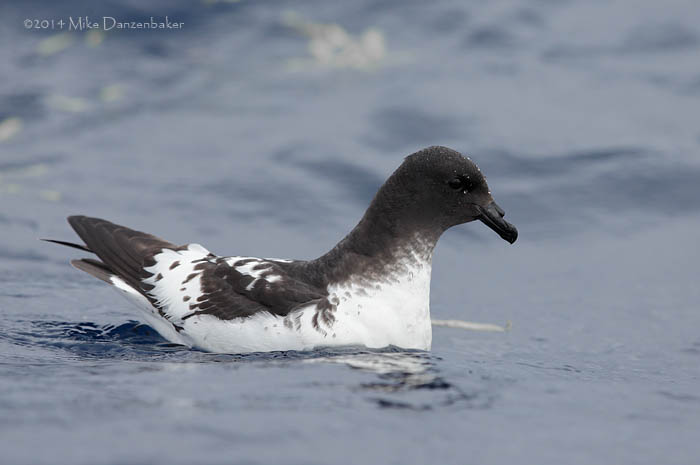 Cape Petrel (Daption capense) photo image