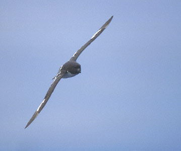 Cape Petrel (Daption capense) photo image