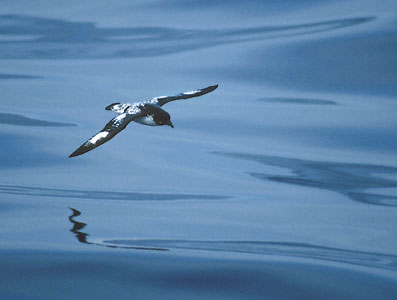Cape Petrel (Daption capense) photo image