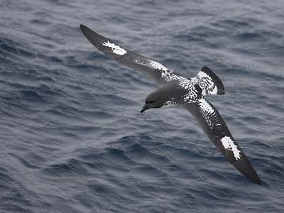 Cape Petrel (Daption capense) photo image