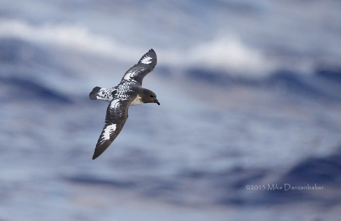 Cape Petrel (Daption capense) photo image