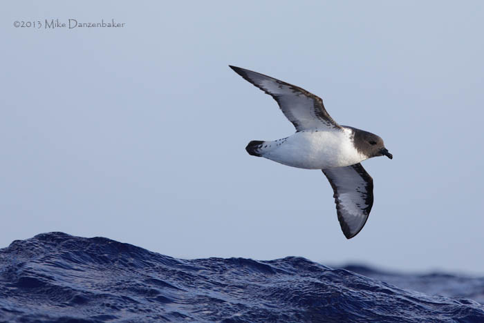 Cape Petrel (Daption capense) photo image