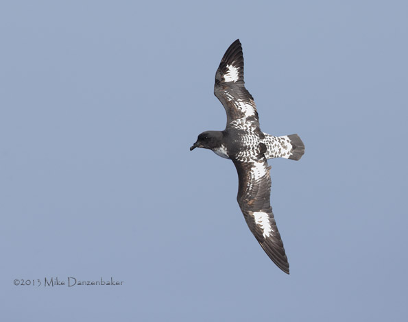Cape Petrel (Daption capense) photo image