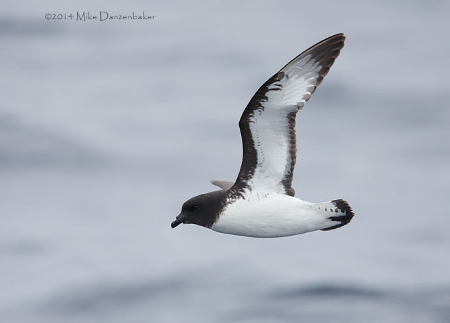 Cape Petrel (Daption capense) photo image