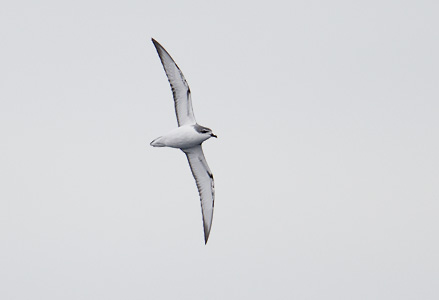 Cook's Petrel (Pterodroma cookii) photo