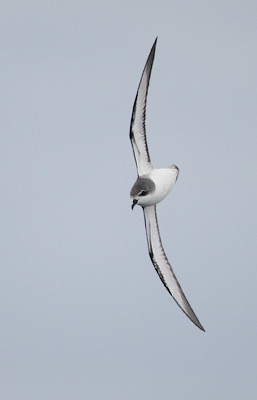 Cook's Petrel (Pterodroma cookii) photo image