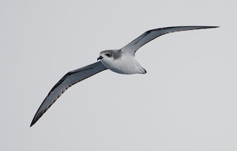 Cook's Petrel (Pterodroma cookii) photo image