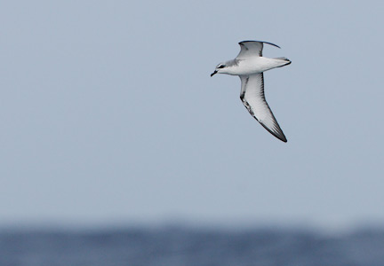 Cook's Petrel (Pterodroma cookii) photo