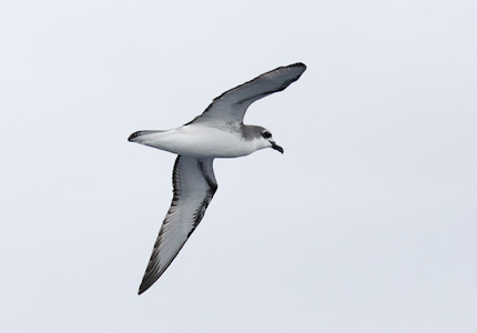 Cook's Petrel (Pterodroma cookii) photo