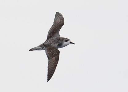 Cook's Petrel (Pterodroma cookii) photo image