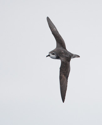 Cook's Petrel (Pterodroma cookii) photo image