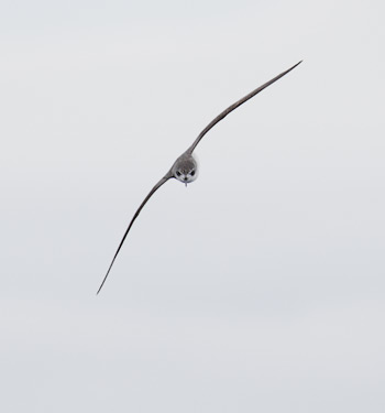 Cook's Petrel (Pterodroma cookii) photo