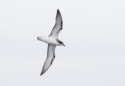 Cook's Petrel (Pterodroma cookii) photo image