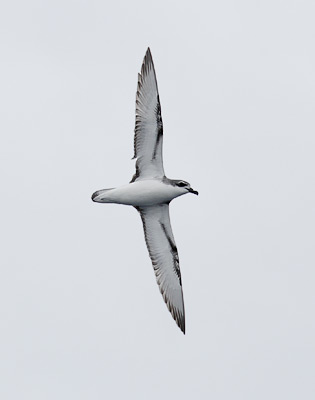 Cook's Petrel (Pterodroma cookii) photo image