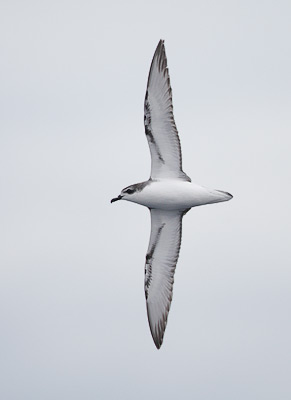 Cook's Petrel (Pterodroma cookii) photo image