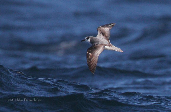 De Filippi's Petrel (Pterodroma defilippiana) photo image