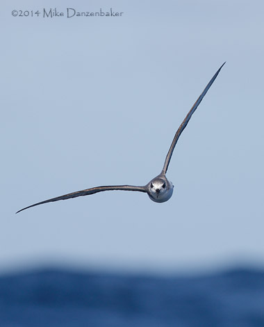 De Filippi's Petrel (Pterodroma defilippiana) photo image